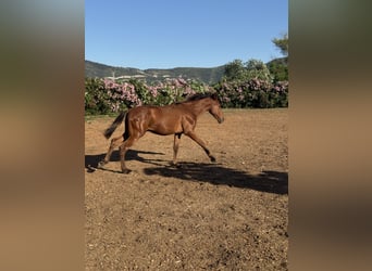 PRE Mestizo, Semental, 1 año, 167 cm, Castaño