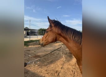 PRE Mestizo, Semental, 1 año, 167 cm, Castaño
