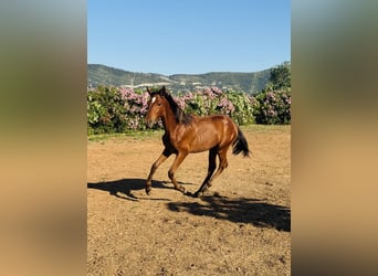 PRE Mestizo, Semental, 1 año, 167 cm, Castaño