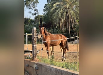 PRE Mestizo, Semental, 1 año, 167 cm, Castaño