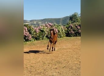 PRE Mestizo, Semental, 1 año, 167 cm, Castaño