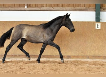 PRE Mestizo, Semental, 1 año, 167 cm, Tordo
