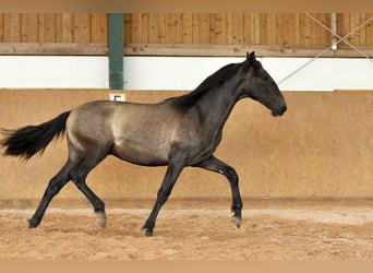 PRE Mestizo, Semental, 1 año, 167 cm, Tordo