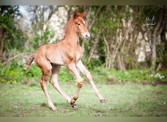 PRE Mestizo, Semental, 1 año, 168 cm, Alazán