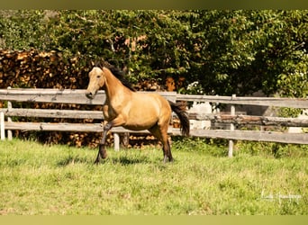 PRE Mestizo, Semental, 1 año, 168 cm, Buckskin/Bayo