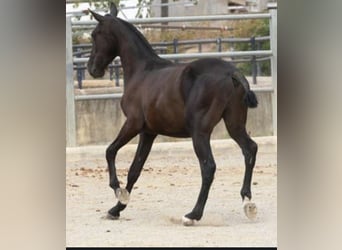 PRE Mestizo, Semental, 1 año, 168 cm