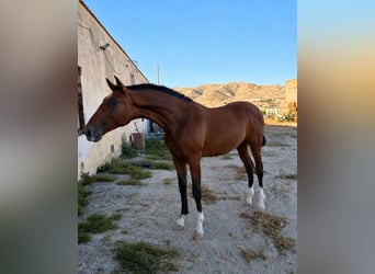 PRE, Semental, 1 año, 168 cm, Castaño