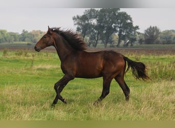 PRE Mestizo, Semental, 1 año, 168 cm, Castaño oscuro