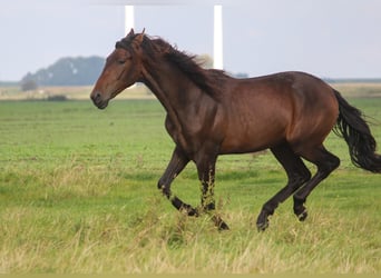 PRE Mestizo, Semental, 1 año, 168 cm, Castaño oscuro