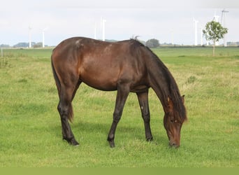 PRE Mestizo, Semental, 1 año, 168 cm, Castaño oscuro