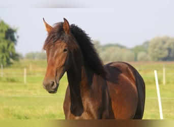 PRE Mestizo, Semental, 1 año, 168 cm, Castaño oscuro