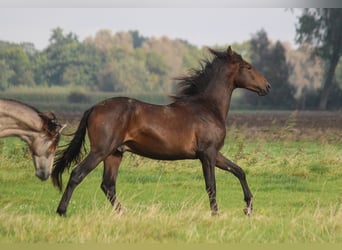 PRE Mestizo, Semental, 1 año, 168 cm, Castaño oscuro