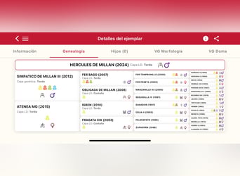 PRE, Semental, 1 año, 170 cm, Tordo