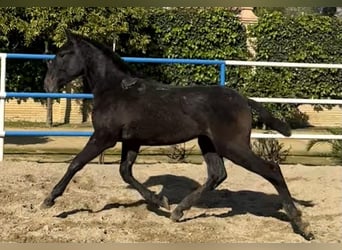 PRE Mestizo, Semental, 1 año, 179 cm, Tordo