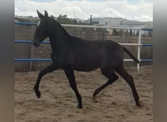PRE Mestizo, Semental, 1 año, 179 cm, Tordo