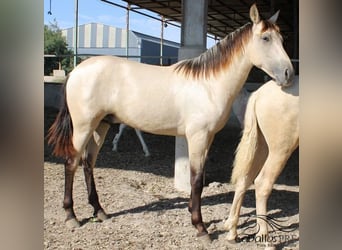 PRE, Semental, 1 año, Buckskin/Bayo