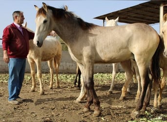 PRE, Semental, 1 año, Buckskin/Bayo