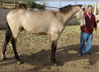 PRE, Semental, 1 año, Buckskin/Bayo