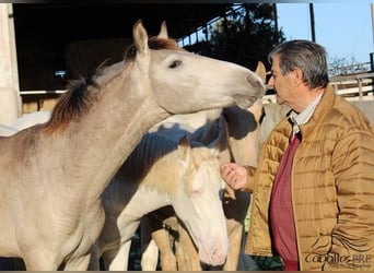 PRE, Semental, 1 año, Buckskin/Bayo