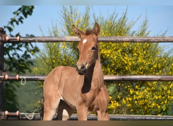 PRE, Semental, 1 año, Buckskin/Bayo