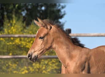 PRE, Semental, 1 año, Buckskin/Bayo