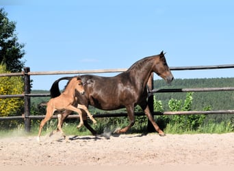 PRE, Semental, 1 año, Buckskin/Bayo