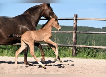 PRE, Semental, 1 año, Buckskin/Bayo
