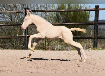 PRE, Semental, 1 año