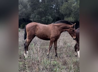 PRE, Semental, 1 año