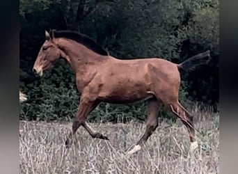 PRE, Semental, 1 año