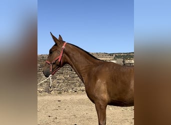 PRE, Semental, 1 año