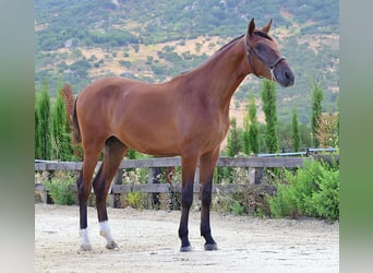 PRE, Semental, 1 año