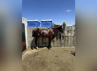 PRE, Semental, 1 año
