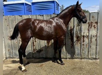 PRE, Semental, 1 año