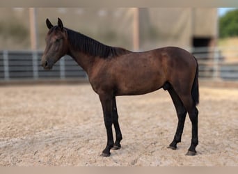 PRE Mestizo, Semental, 1 año