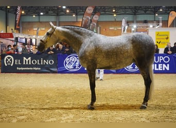 PRE, Semental, 1 año