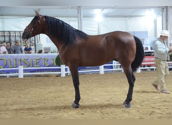PRE, Semental, 1 año