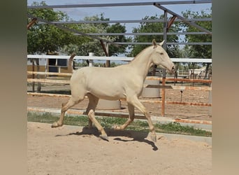 PRE, Semental, 1 año