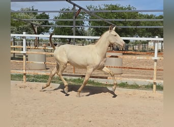 PRE, Semental, 1 año