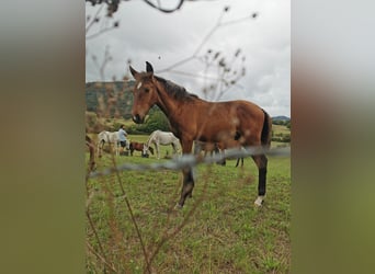 PRE Mestizo, Semental, 1 año, Castaño