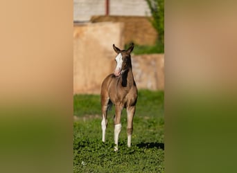 PRE, Semental, 1 año, Castaño