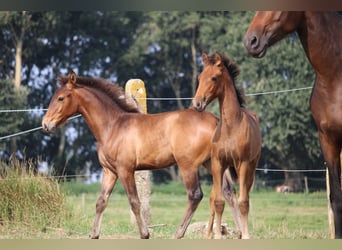 PRE, Semental, 1 año, Castaño
