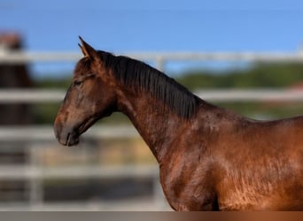 PRE Mestizo, Semental, 1 año, Castaño