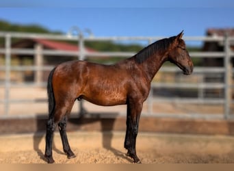 PRE Mestizo, Semental, 1 año, Castaño