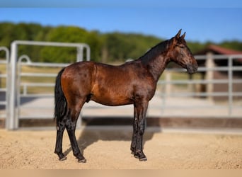 PRE Mestizo, Semental, 1 año, Castaño
