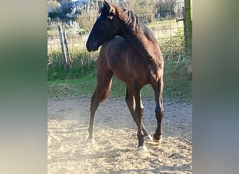 PRE, Semental, 1 año, Castaño