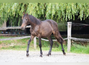 PRE Mestizo, Semental, 1 año, Castaño oscuro