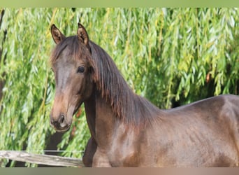 PRE Mestizo, Semental, 1 año, Castaño oscuro