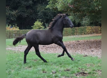 PRE Mestizo, Semental, 1 año, Negro