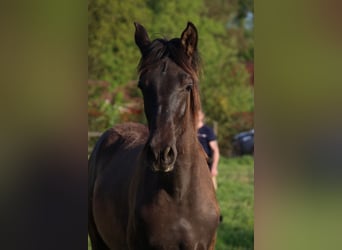 PRE, Semental, 1 año, Negro